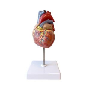 HUMAN HEART (2 PARTS)