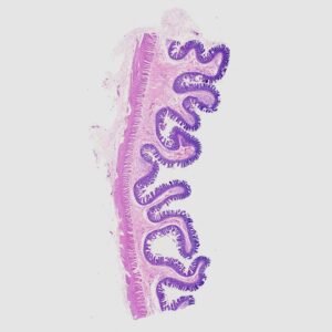 Human Histology set of 100 slides